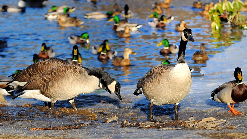 Canada geese and mallards in winter