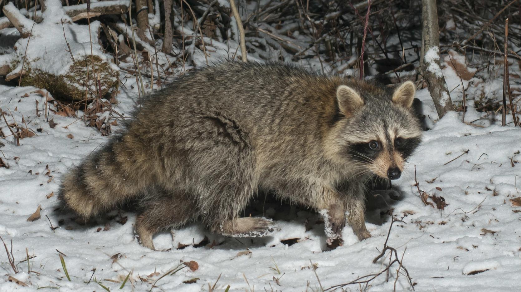 Raccoon in winter snow