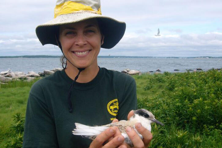 Carolyn Mostello with roseate tern
