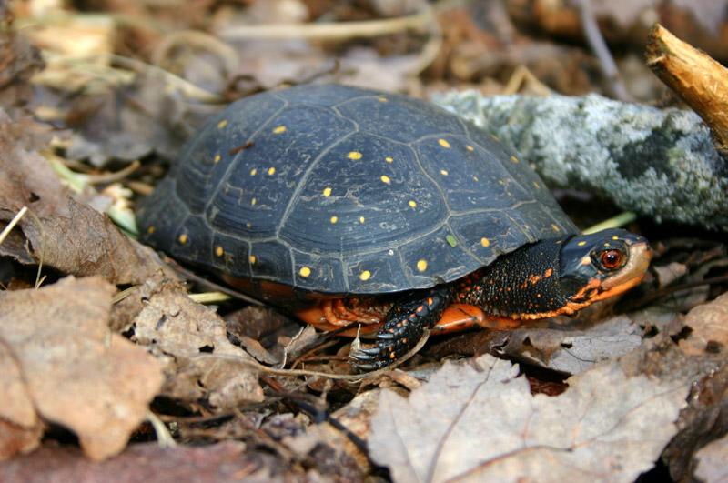 Spotted Turtle standing in fallen leaves
