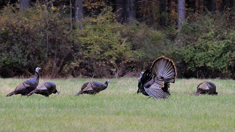 Turkeys