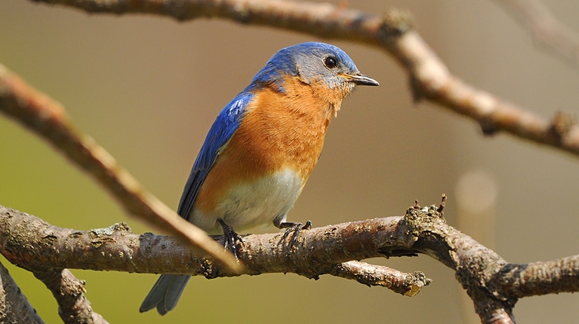Bluebird on a branch