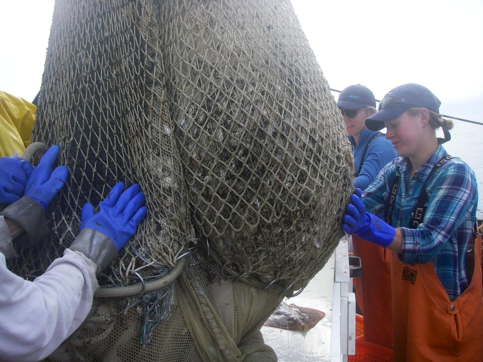 DMF staff bringing the trawl net onboard