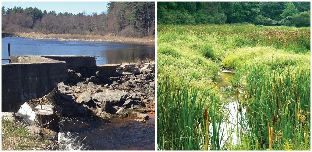 Wekepeke Brook before and after dam removal