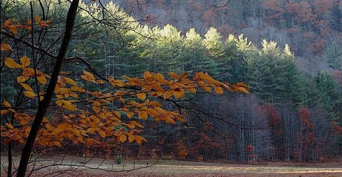 mohawk trail trees