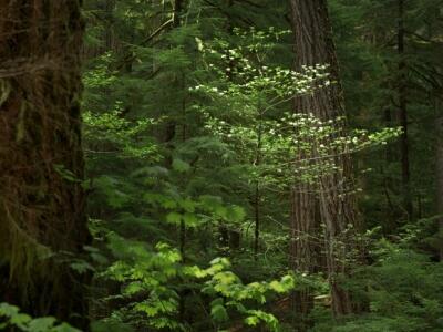 The forest where the event will be held