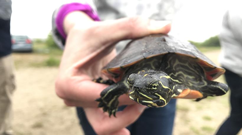 Northern red-bellied cooter ready for release at Burrage Pond