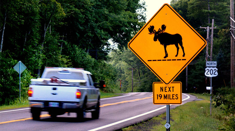 Truck driving past a moose crossing sign.