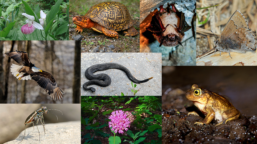 A sample of rare species in Massachusetts.