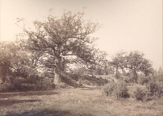 waverly oaks