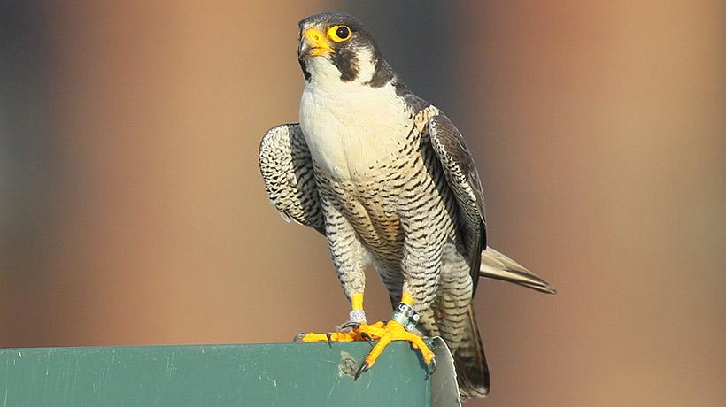 17 year old peregrine falcon