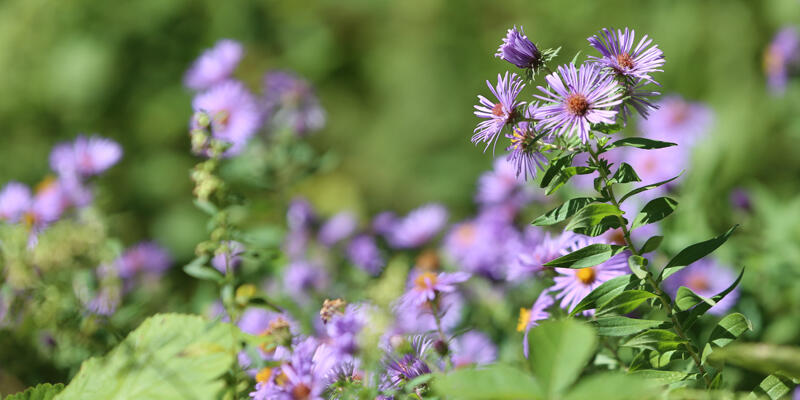 Flowers in the Blue Hills