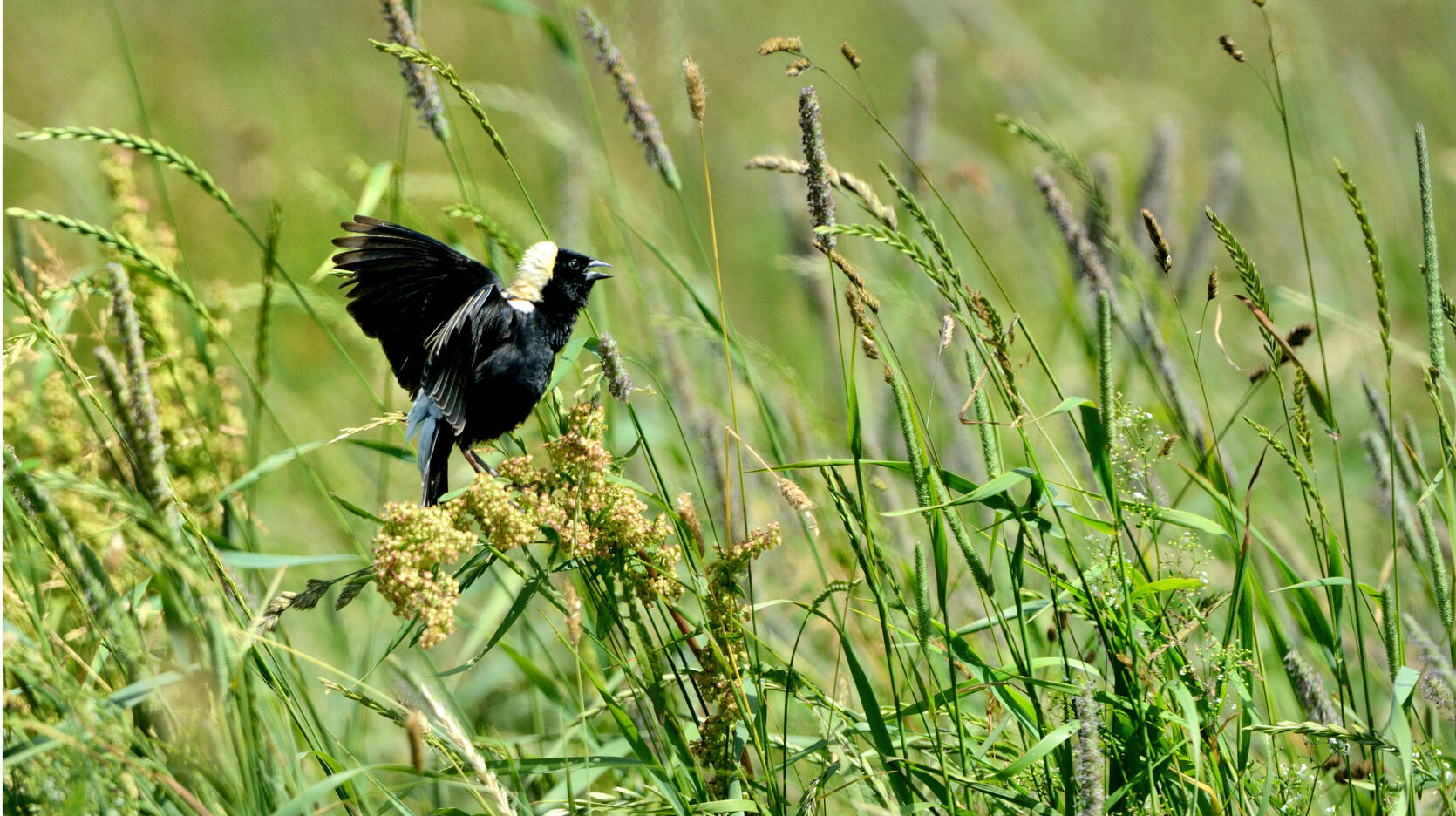 Bobolink singing in grassland habitat