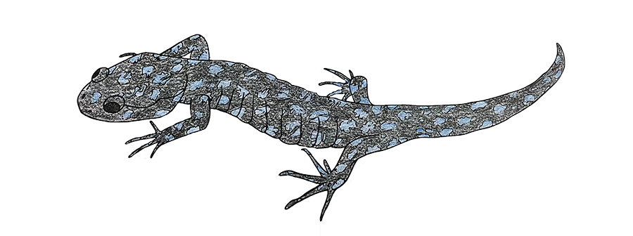 Blue-spotted salamander colored in