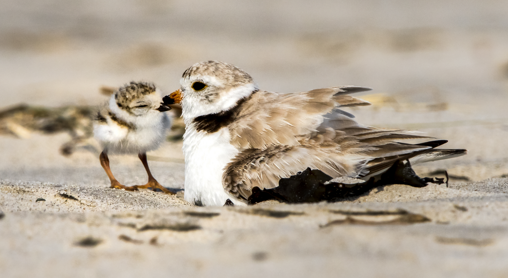 Piping plover chick with brooding adult