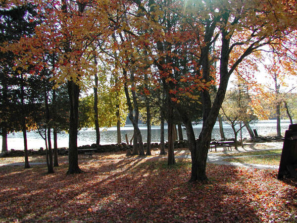 autum woods