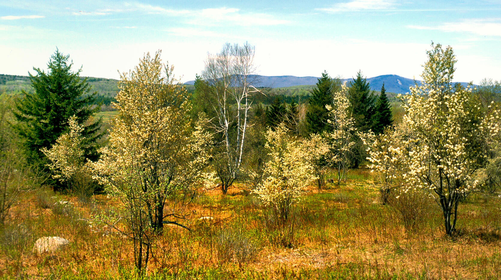 Scenic landscape
