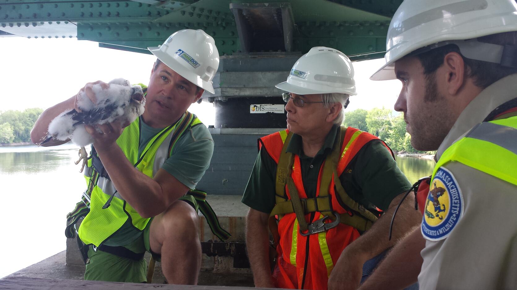 MassWildlife and MassDOT staff with a peregrine falcon chick in the support structure of a bridge.