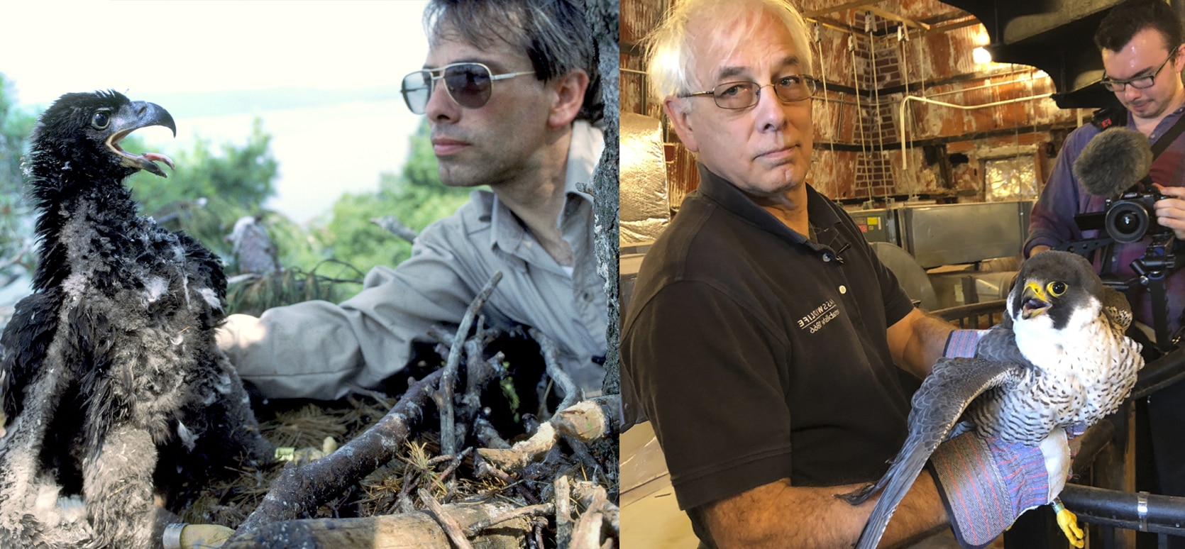 On the left: Dr. French with bald eagle chick in 1989. On the right: Dr. French with a peregrine falcon in 2018.