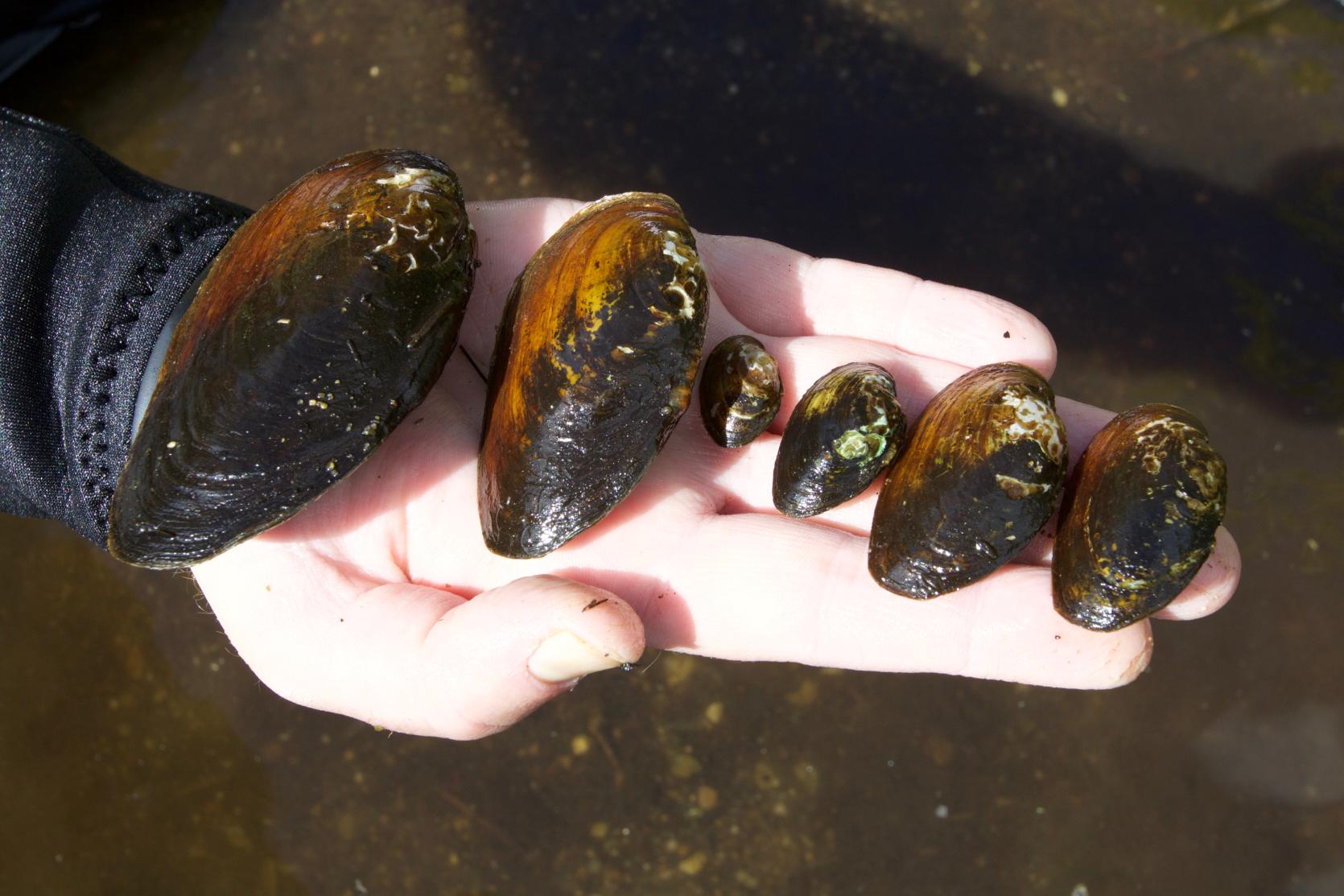 Six freshwater mussels displayed on a hand.