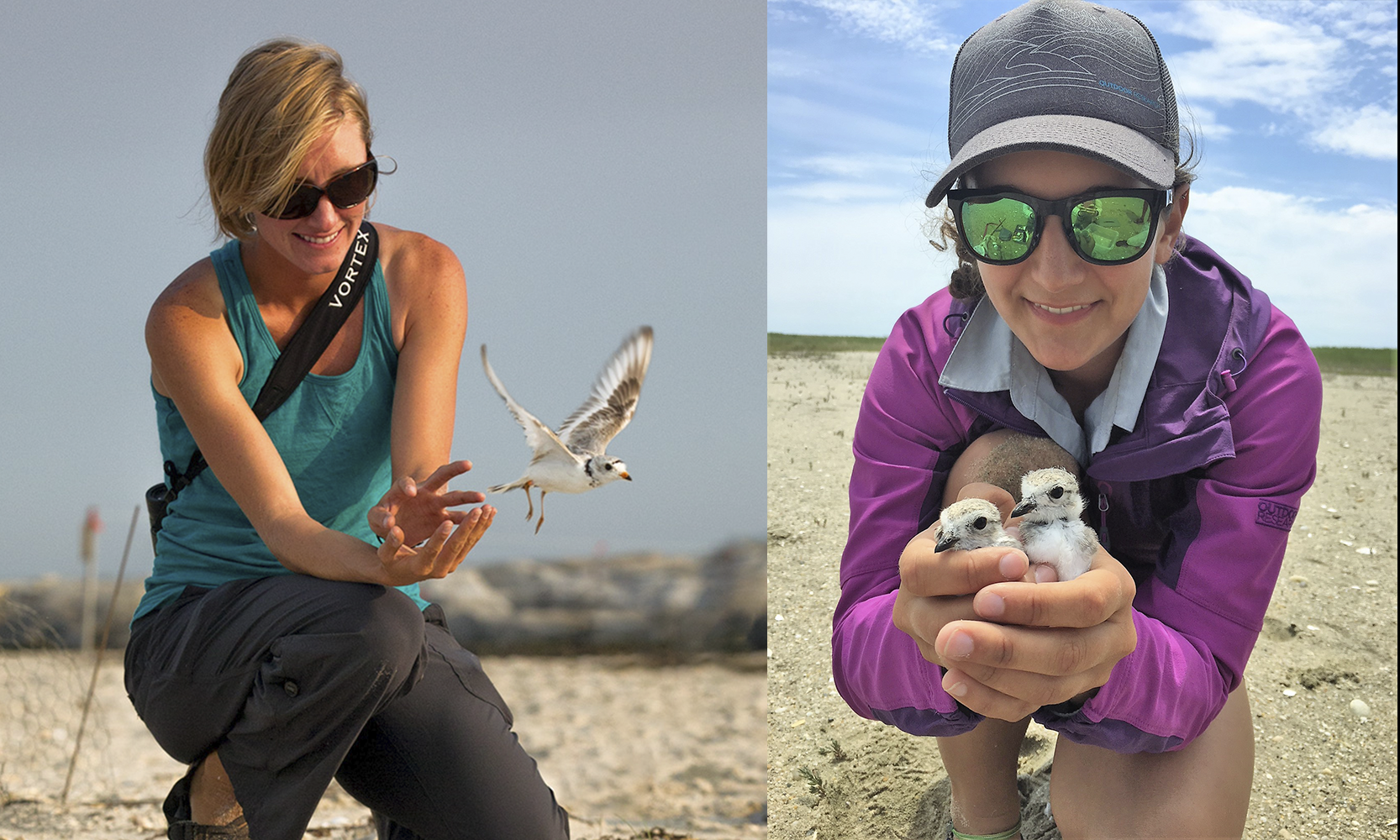 piping plover and tern research