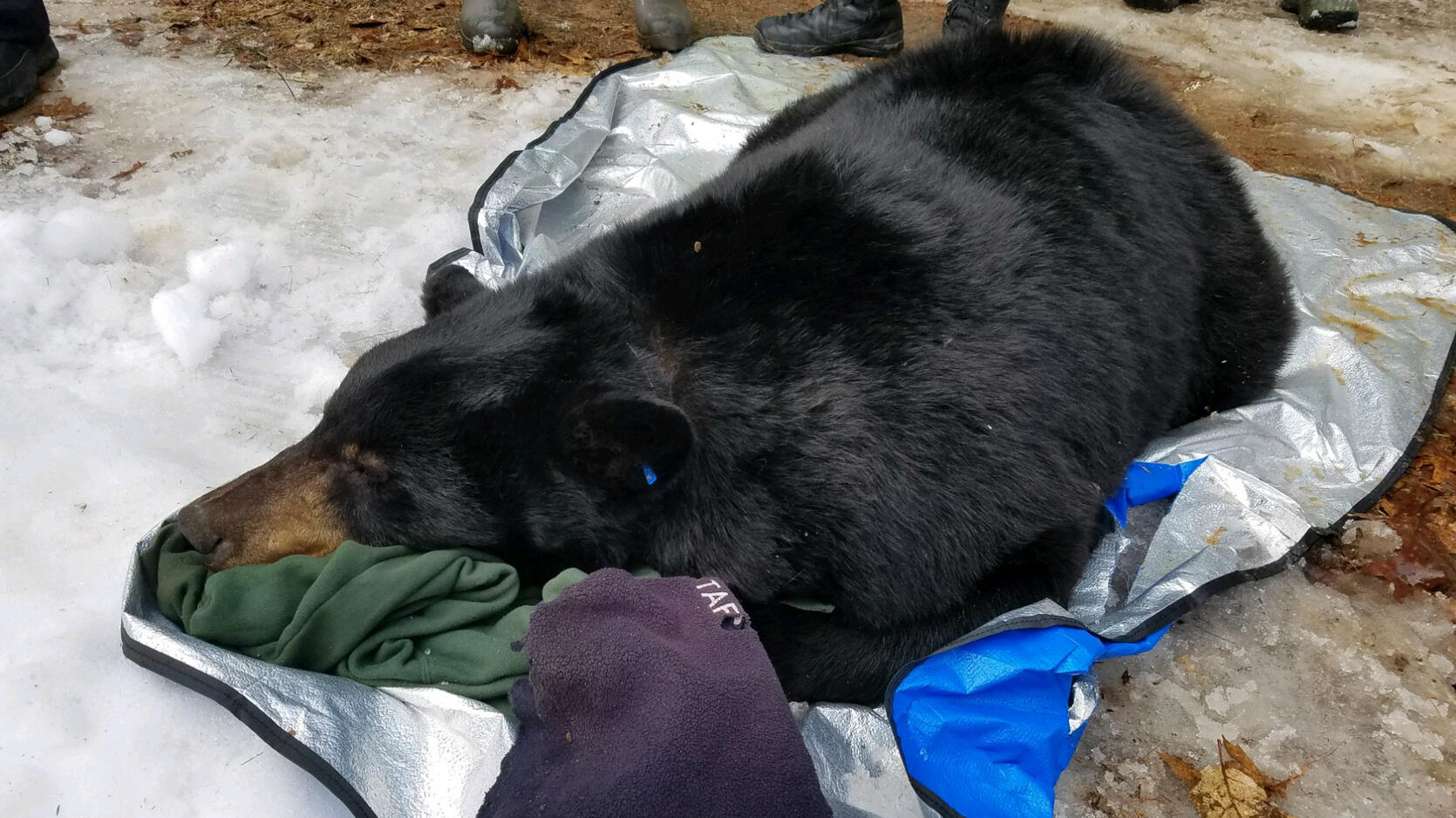 Black bear relocated