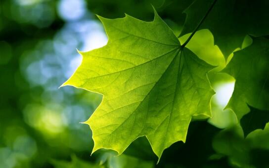 leaf