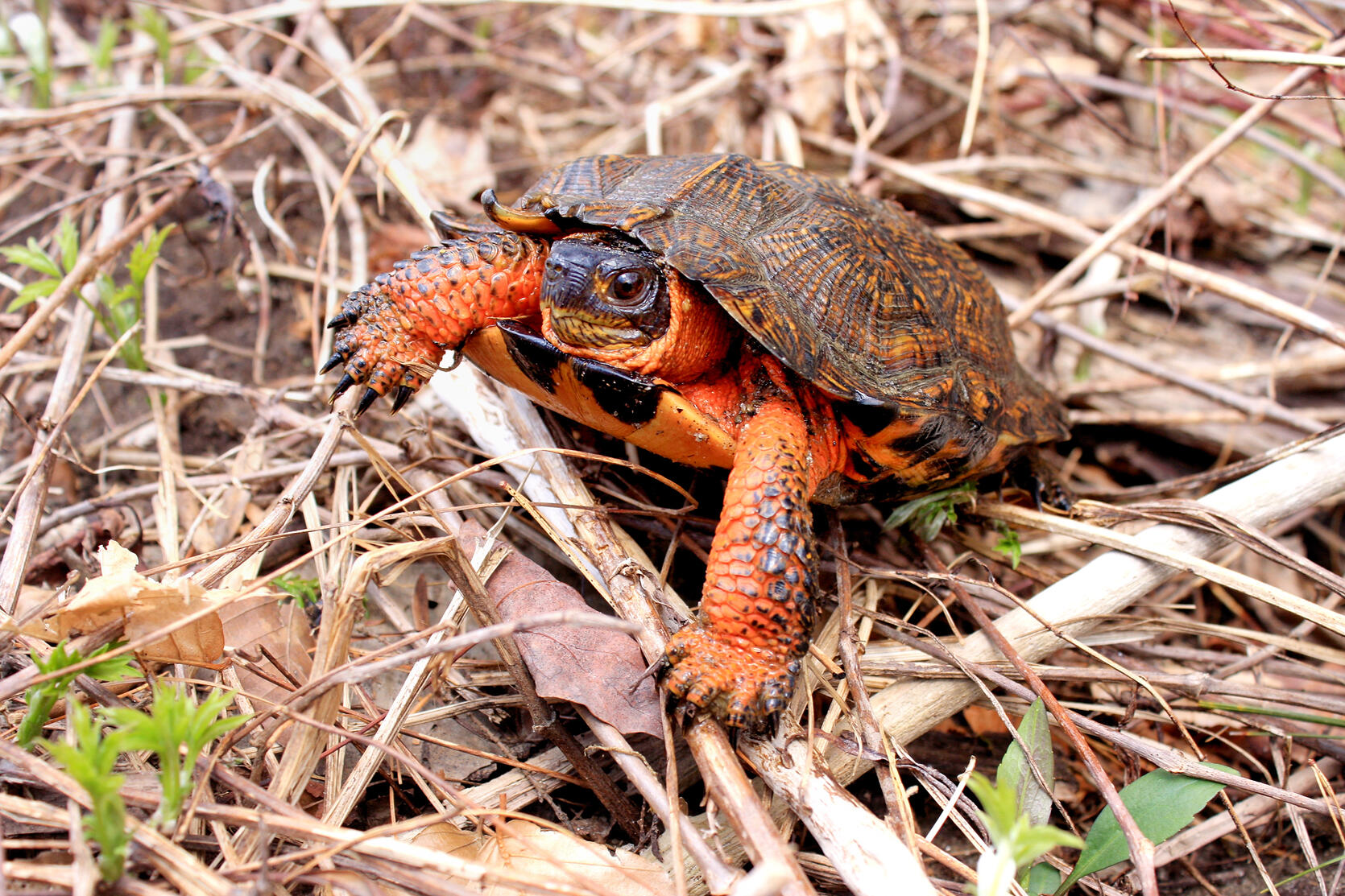 Male wood turtle.