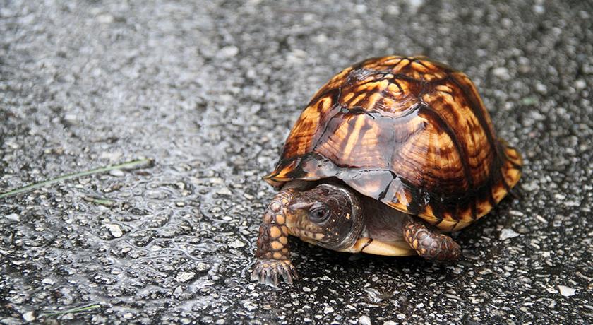 Eastern box turtle crossing a roadway