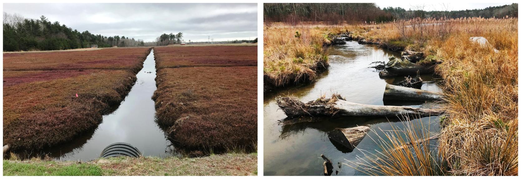 Two images of cranberry bogs prior to restoration