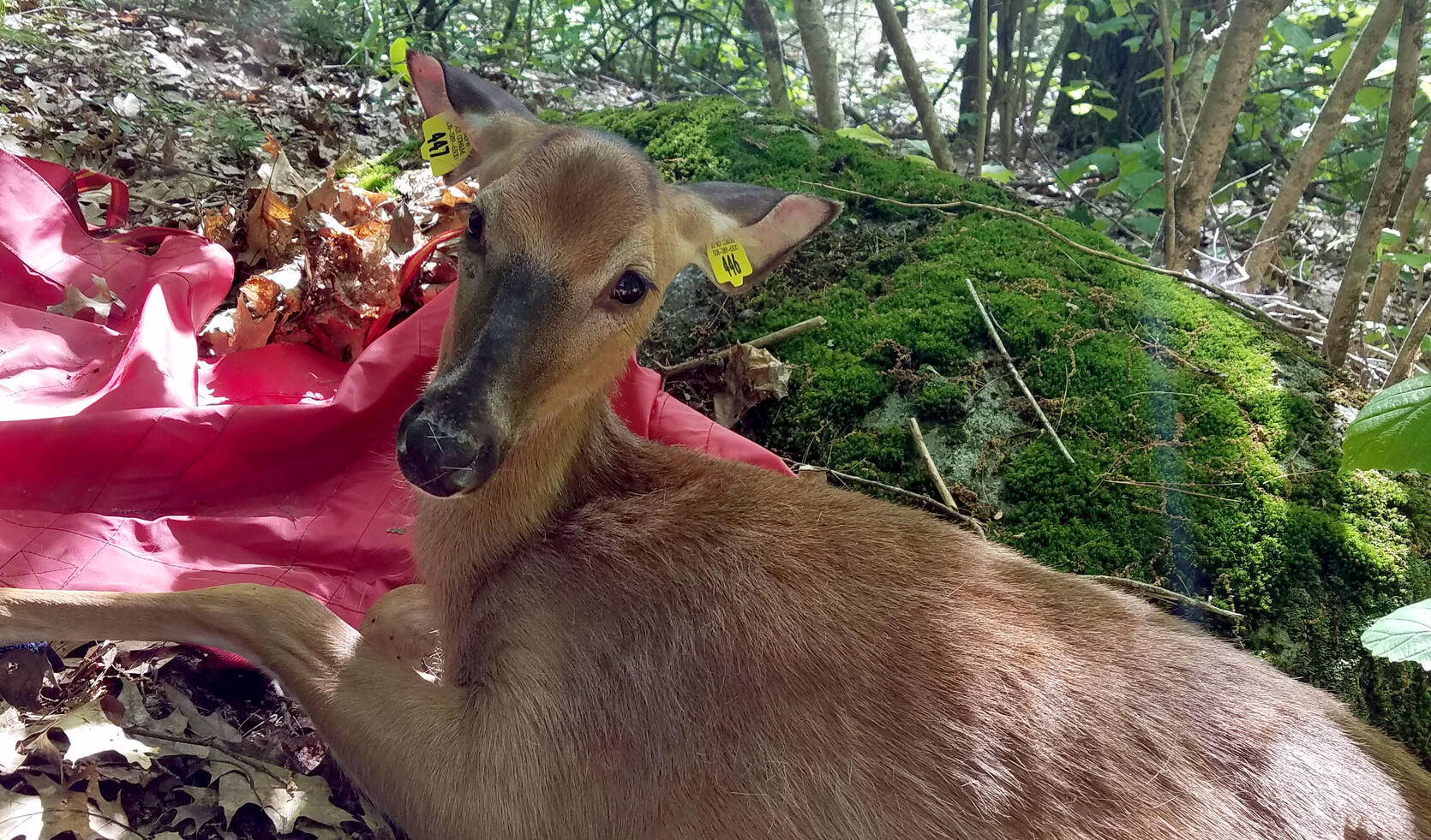 deer rescued from lowell canal