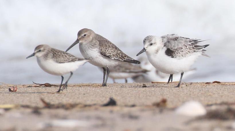 Semipalmated sandpipers on the shoreline