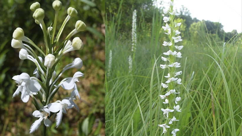 Left: white-fringed bog orchid; right: leafy white orchid