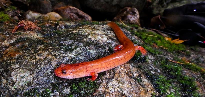 Spring salamander on rock