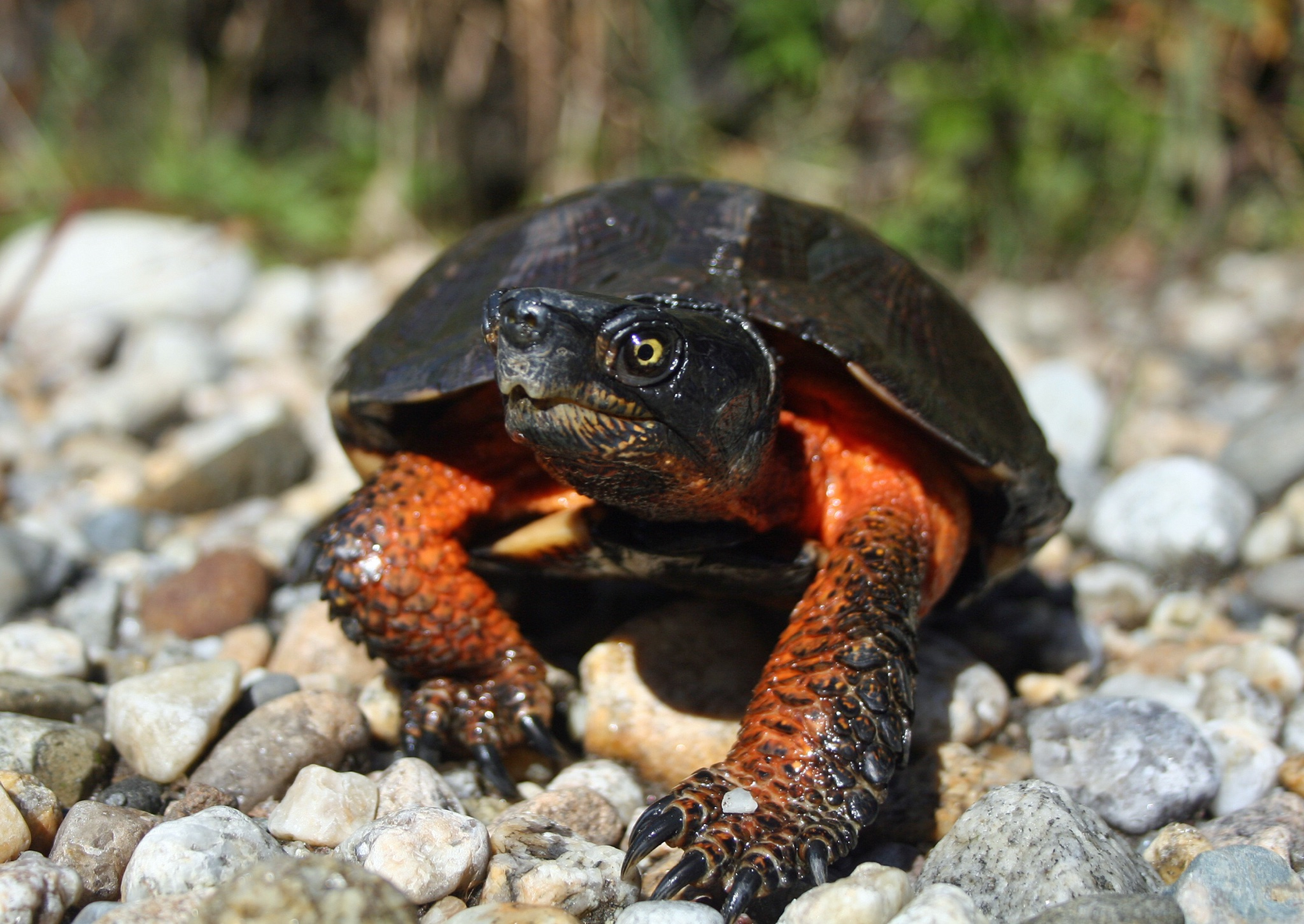 Wood turtle walking on stones