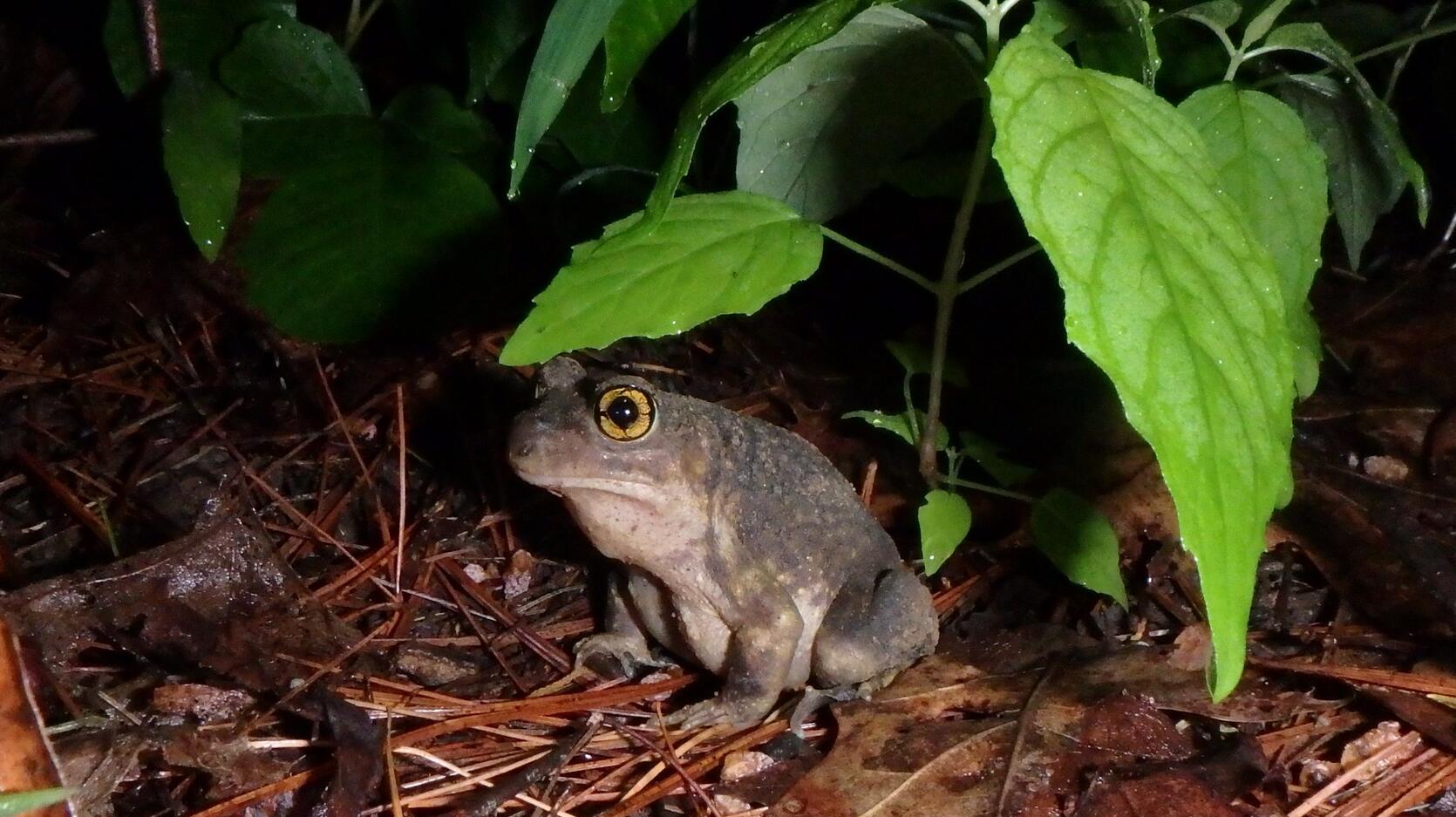 eastern spadefoot