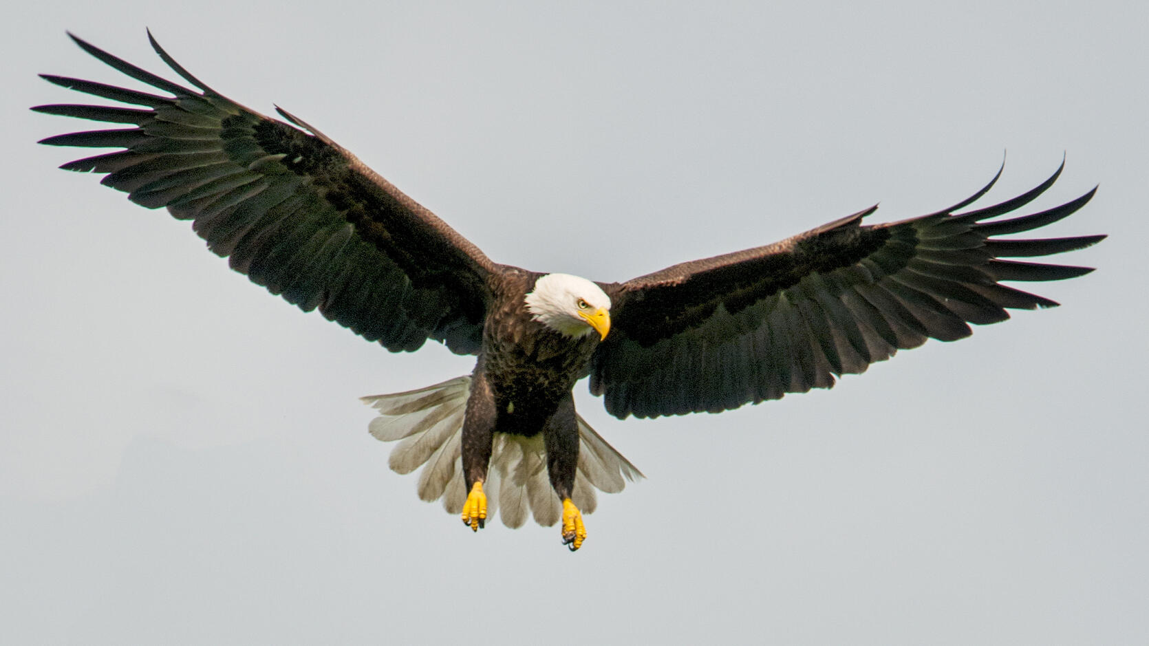 bald eagle