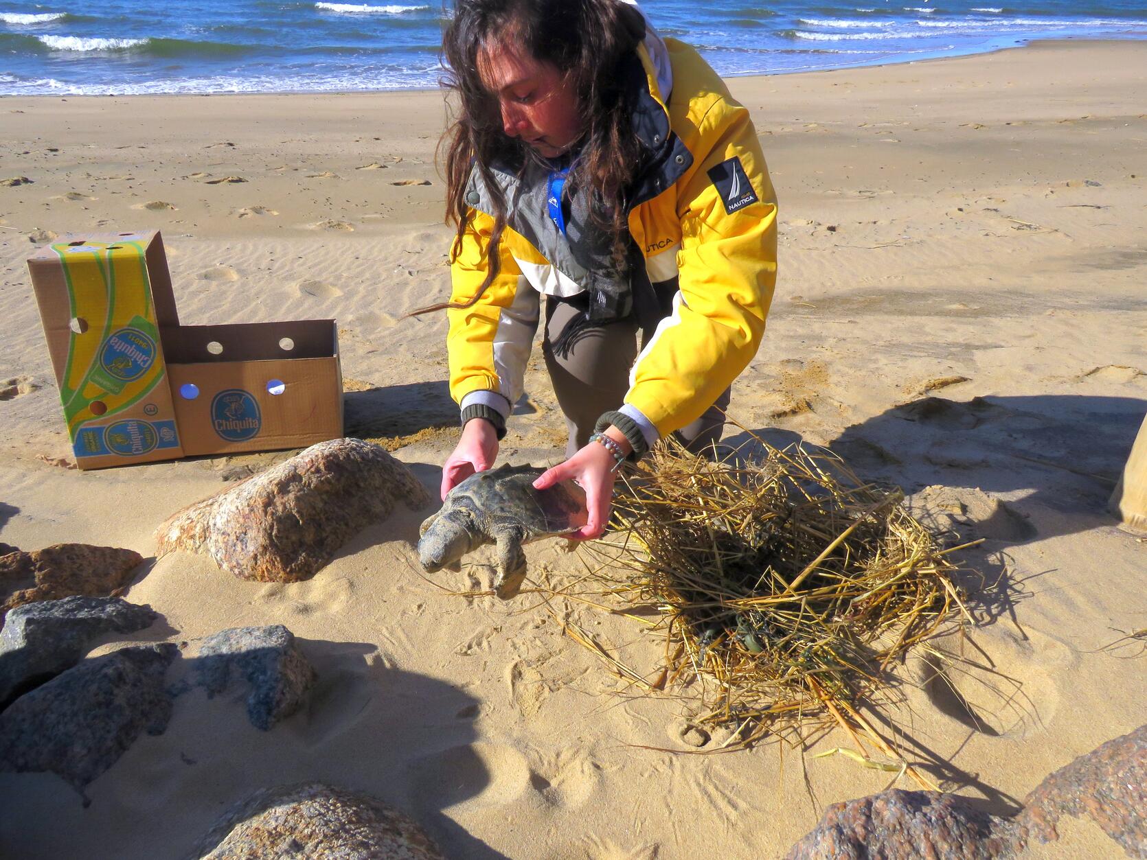 Wellfleet Audobon Society staff member, Jacey Corrente, rescuing a live Kemp’s Ridley at Campground Beach in Eastham.