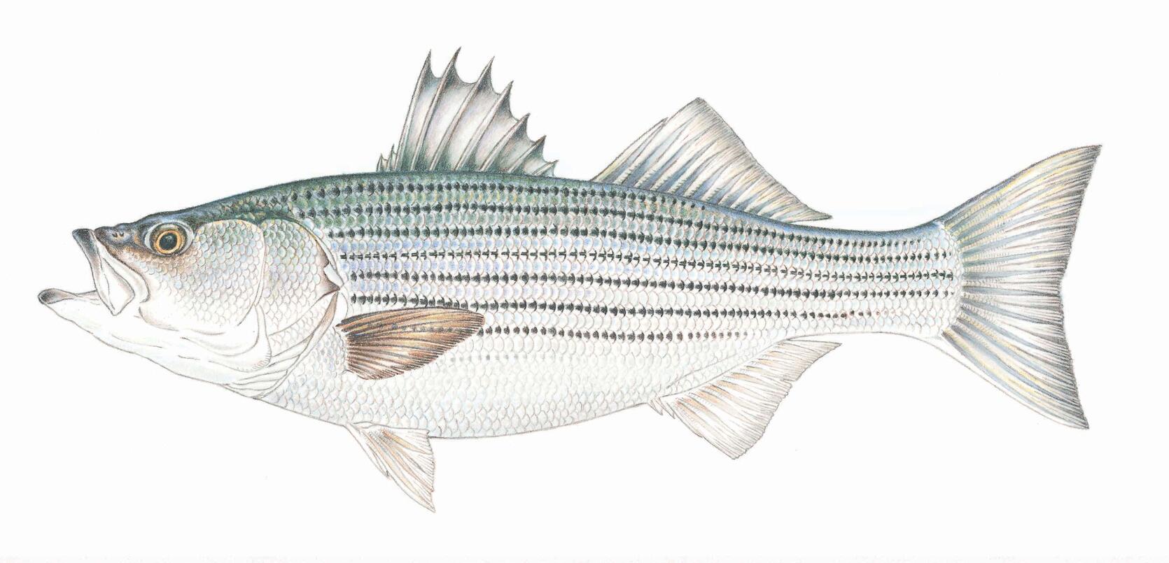 striped bass species artwork