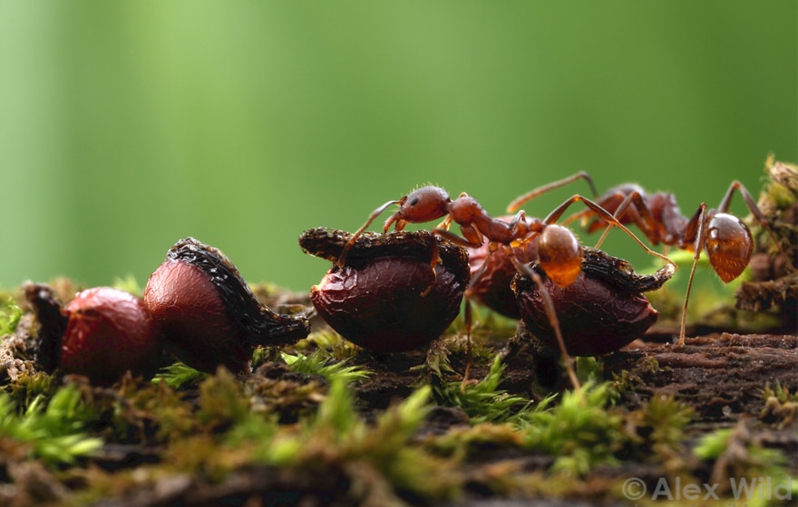 Ants hauling elaiosomes  