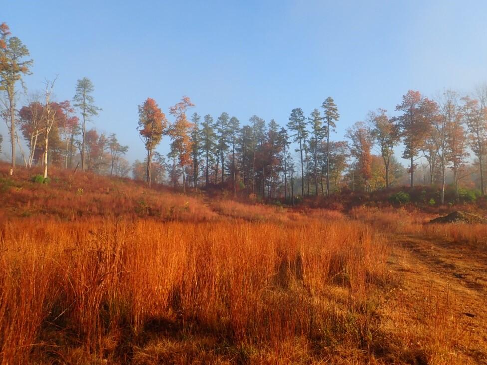 Muddy Brook WMA restoration