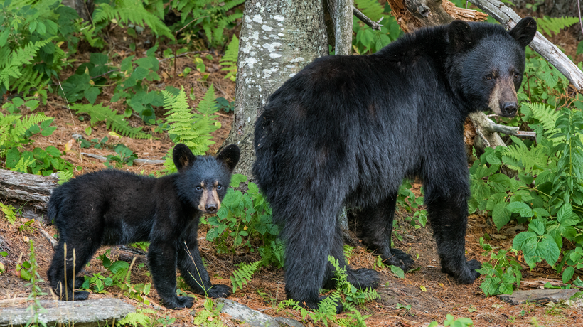 Bear with cub