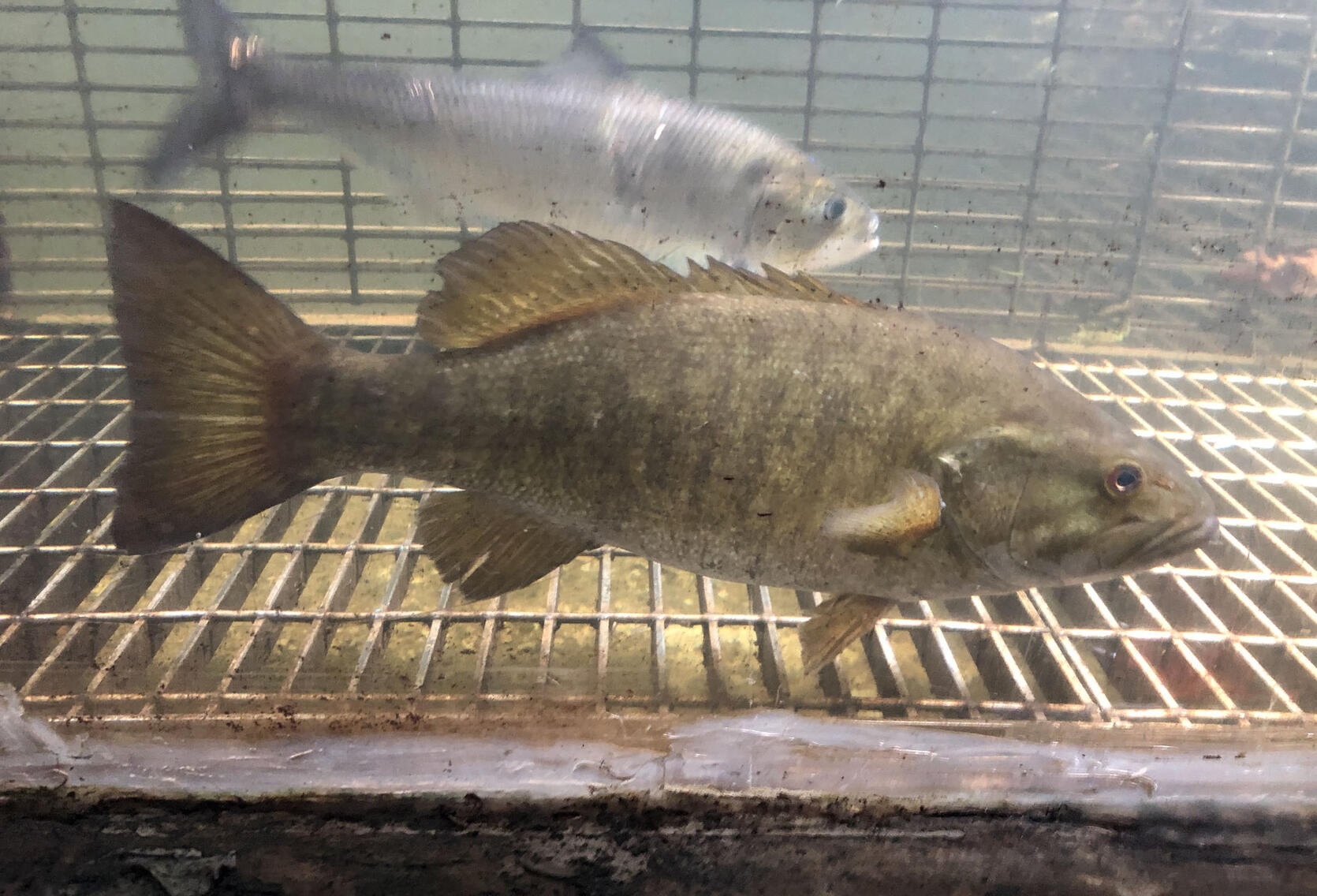 smallmouth bass in fish ladder