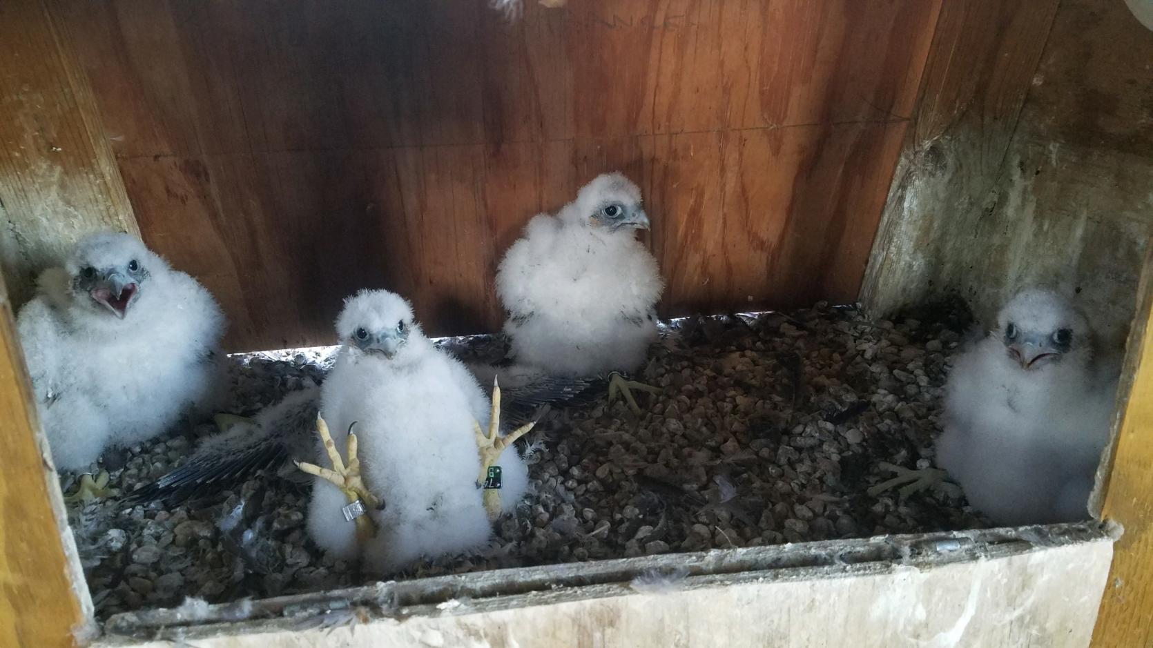 Peregrine falcon chicks with bands.