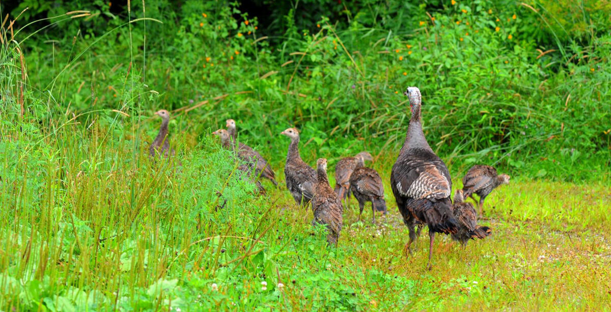 Hen Turkey