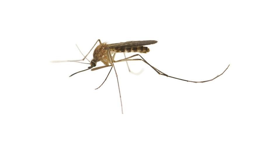 Mosquito