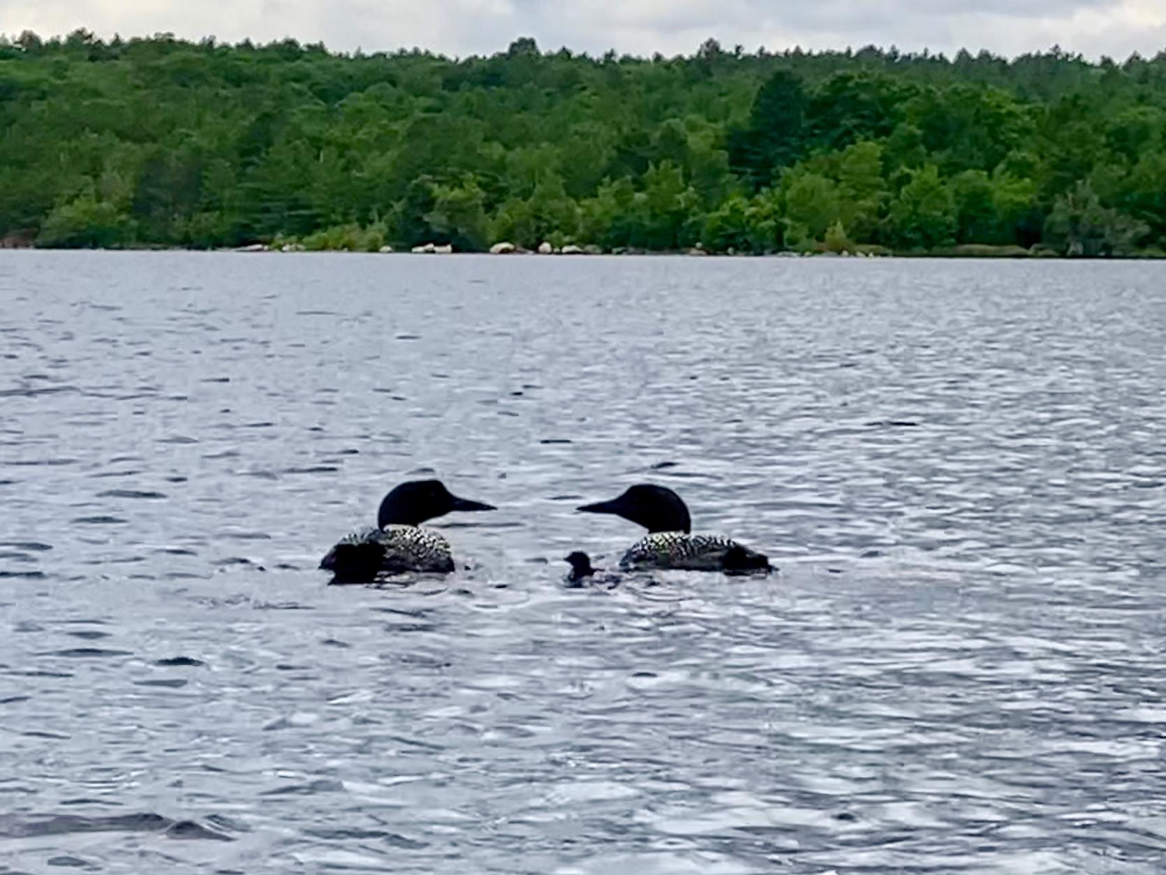 Translocated male loon with his mate and their chick in Fall River, Massachusetts. 