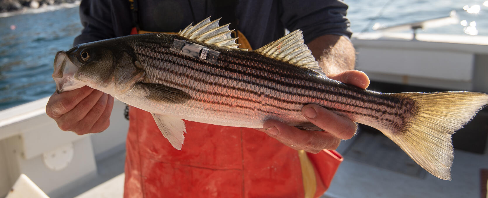 Tagged Striped Bass with the new accelerometer transmitter.