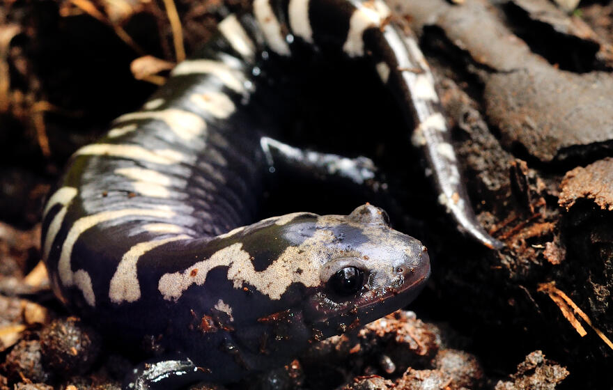 Marbled salamander