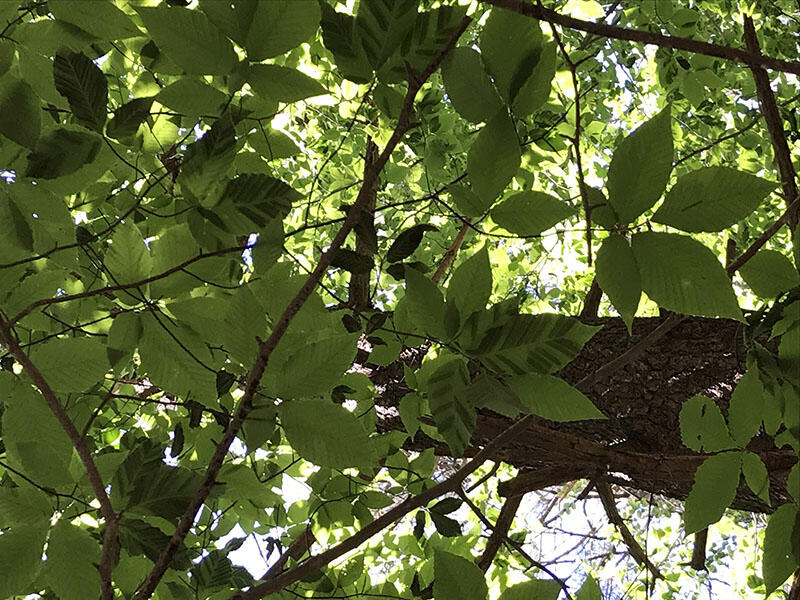 Beech leaf disease